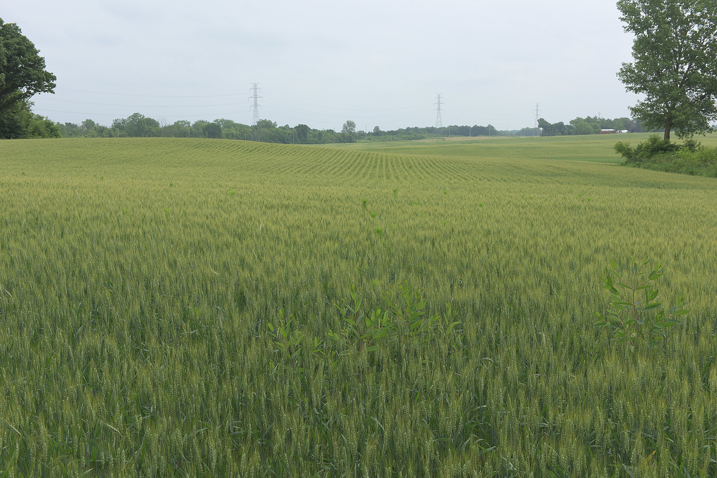 Lake County, Indiana farmland - LAND AUCTION - 147+/- ACRES OFFERED IN 3 TRACTS IN LAKE COUNTY, INDIANA
